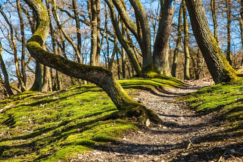 Fantasy Forest